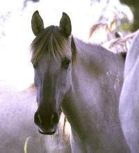 A mature Sorraia mare