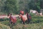 The New Forest Pony