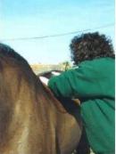 Equine Sports Massage