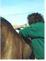 Equine Sports Massage