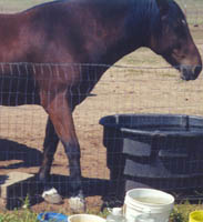 Morgan and Fence