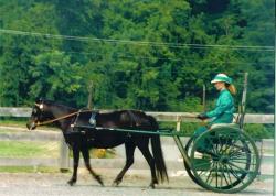 Tosca Driving