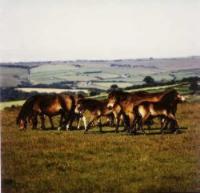 A group of Exmoor ponies in their native setting