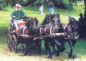 H.R.H. the Duke of Edinburgh, in competition driving H.M. The Queen's team of registered Fell Ponies 