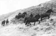 Fell Ponies ascending a snowy slope 