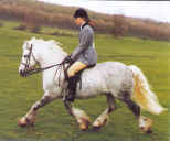Gray Fell Pony being ridden 