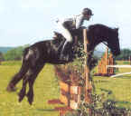 A Fell Pony with rider jumping 
