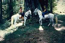 california horseback riding