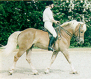 The Haflinger