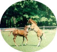 Quarter Horse foals photographed by Sandi Hall