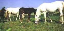 Mares and Foals at Starrock Stud