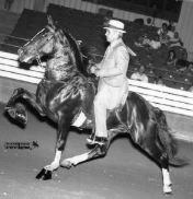 competing in the show ring