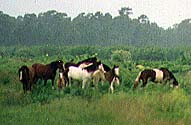 photo of horses