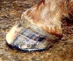 Typical laminitis rings