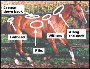 Condition Scoring