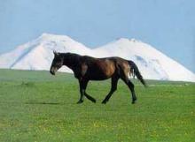 The Kabardin - the ideal mountain horse
