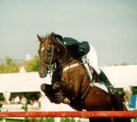 Inglewood, ridden by M. Sproule and photographed by Sandi Hall