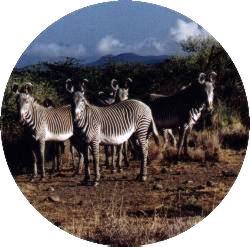 A herd of Grevy's zebras, pictured in Africa by Victoria Kind 
